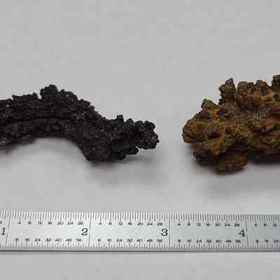 Reptile Coprolite
