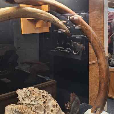 Mammoth Tusk