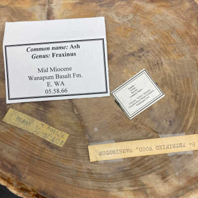 Back of object