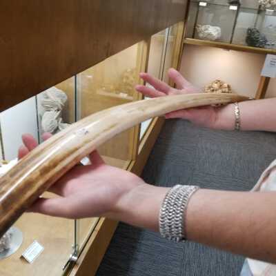 Walrus Tusk