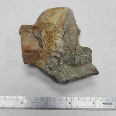 Dino Bone in Matrix