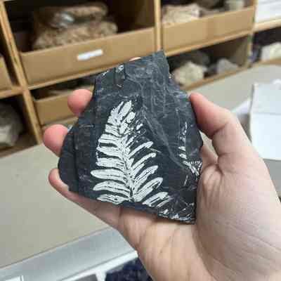 Leaf Fossil