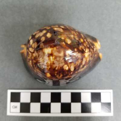 Seashell