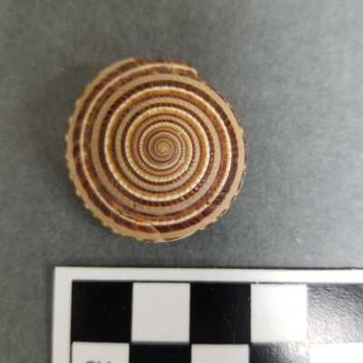 Seashell