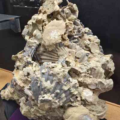 Scallop Cluster