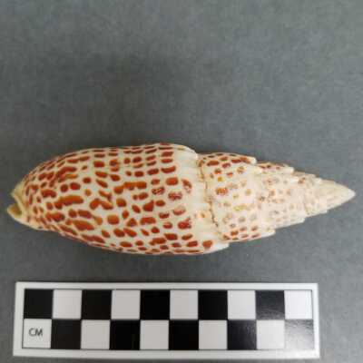 Seashell