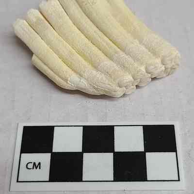 Tooth