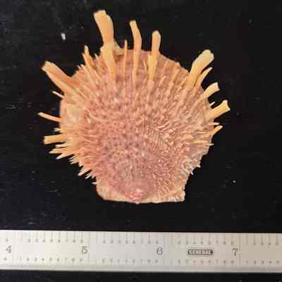 Regal Thorny Oyster
