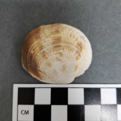 Seashell
