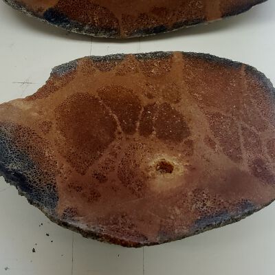 Dinosaur Bone