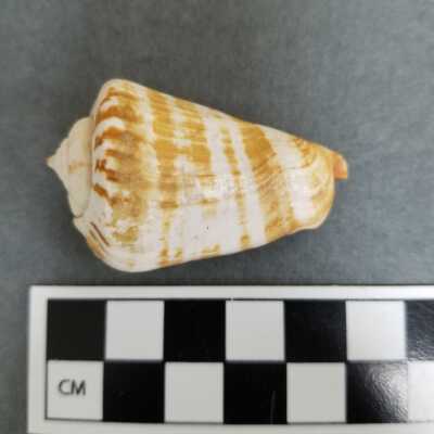 Seashell