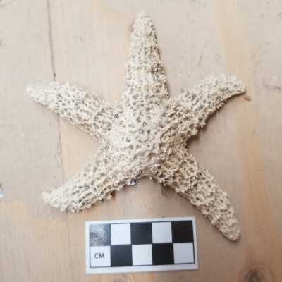 Starfish