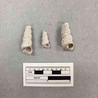 Fossil Gastropod (Turritella)