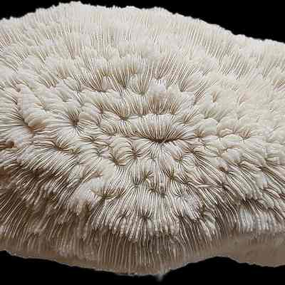 Mushroom Coral