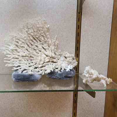 Elkhorn Coral