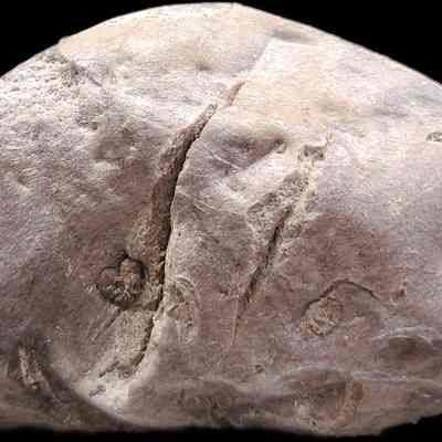 Volcanic Bomb (Breadcrust-Spindle)