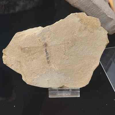 Libelium (Dragonfly) Plate
