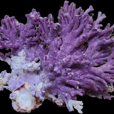 Elkhorn Coral