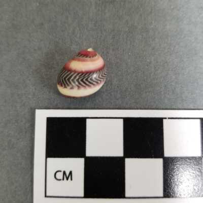 Seashell
