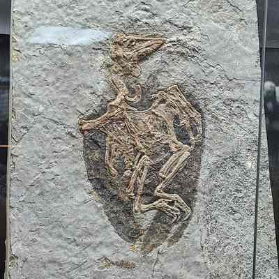 Confuciusornis Plate