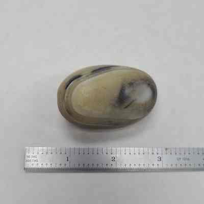 Fossil Mussel