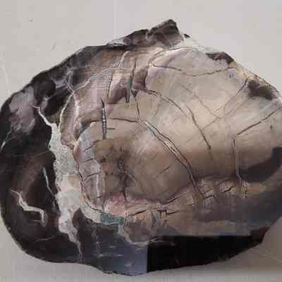 Petrified Wood