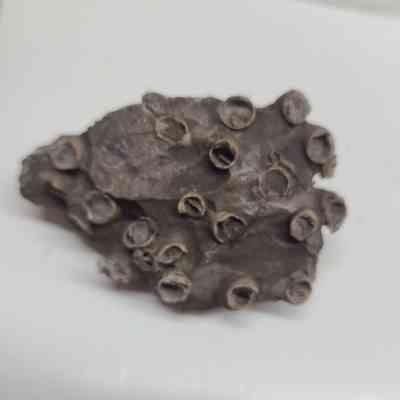 Crinoids