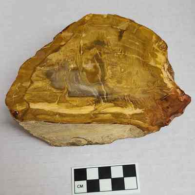 Petrified Sequoia