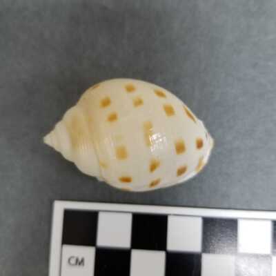 Seashell
