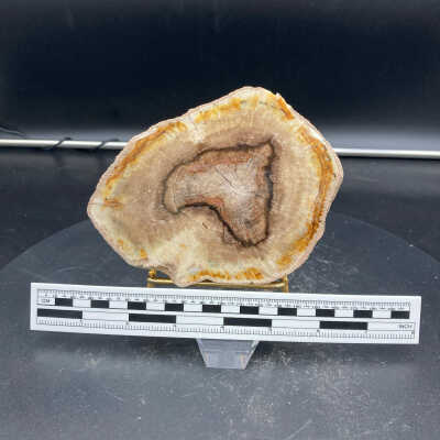 Alder