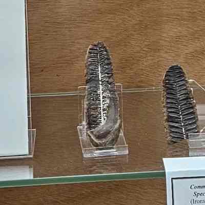 Fern Fossil