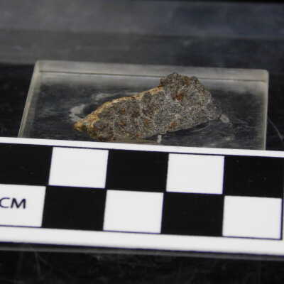 Camel Sweat Specimen