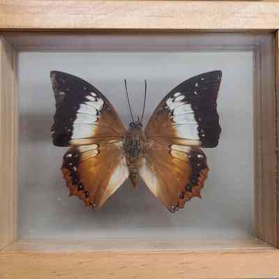Tawny Rajah Butterfly