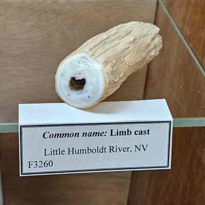 Limb Cast