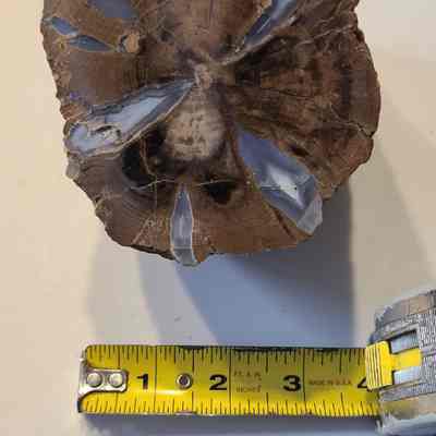 Petrified Wood
