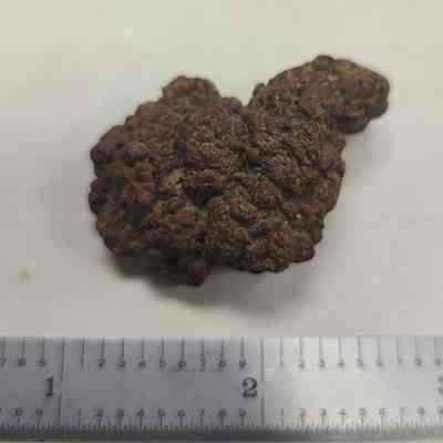 Coprolite