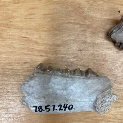 Merycoidodon