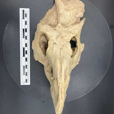 Protoceratops Skull (Cast)