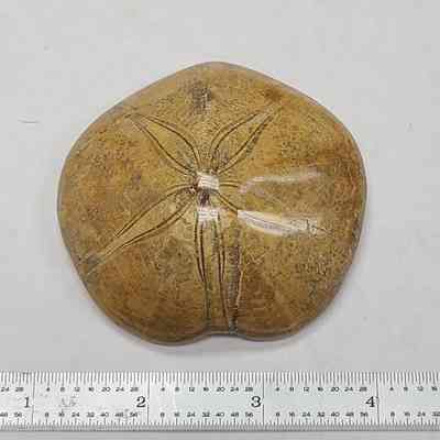Fossil Sand dollar