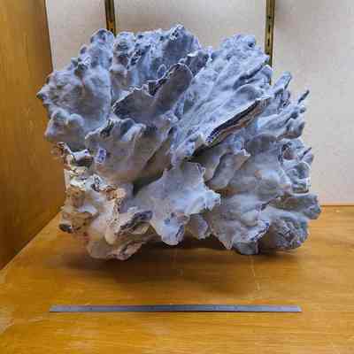 Blue Ridge Coral