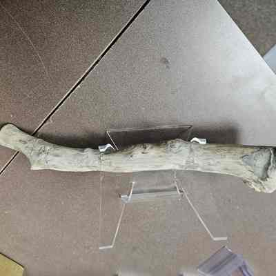 Spruce (branch)