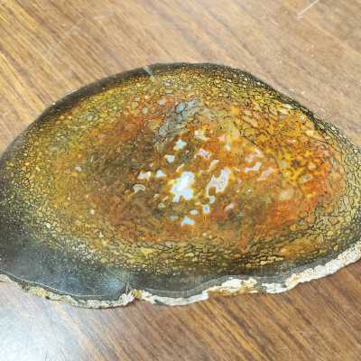 Dinosaur Bone Slab