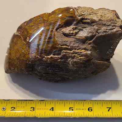 Petrified Wood