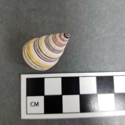 Seashell