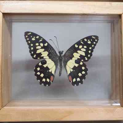 Common Lime Butterfly