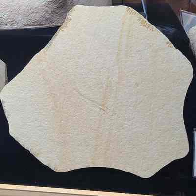 Libelium (Dragonfly) Plate