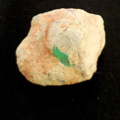 Opalized Fossil Clam