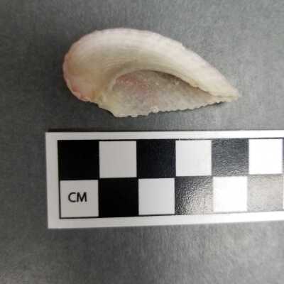 Seashell