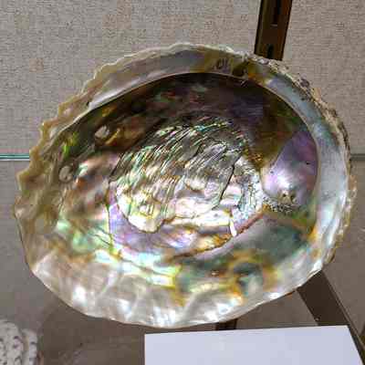 Pink Abalone
