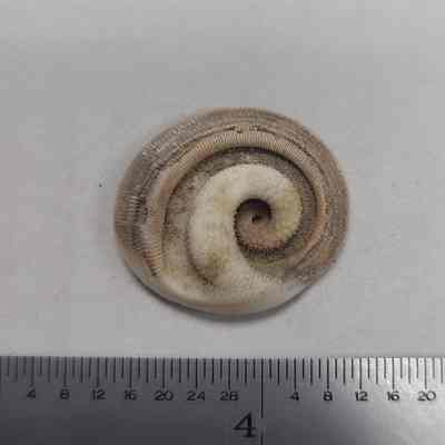 Snail Operculum